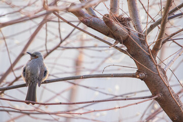 A brown-eared bulbul bird sitting on the branch of bare tree in winter.