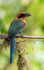 A Rufous Motmot displaying its fresly caught meal.