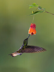 A Buff-tailed Coronet drinking nectar from a flower.