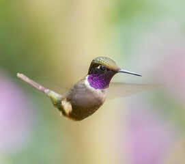Fototapeta premium A Purple-throated Woodstar hovering while feeding on nectar.