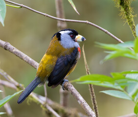 A Toucan barbet perching on a branch