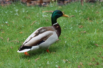 Obraz premium Birds - Vögel