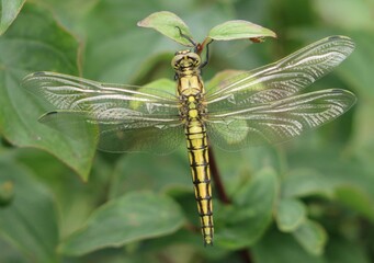 Dragonfly