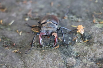 Käfer