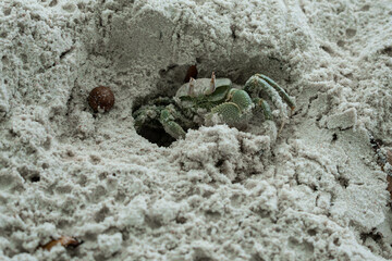 A Horned Ghost Crab in the sand of Anse Lazio, Seychelles.