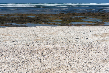 Detalle de los rodolitos en forma de palomitas de maíz en la playa El Hierro o Playa de las palomitas en un día soleado con mar turquesa en la costa de la turística Fuerteventura, Islas Canarias.