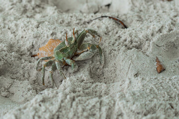 A Horned Ghost Crab in the sand of Anse Lazio, Seychelles.