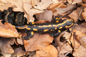 Dead Fire salamander (Salamandra salamandra) infected with Chytrid Fungus Bsal (Batrachochytrium salamandrivorans), Ruhr-District, Germany