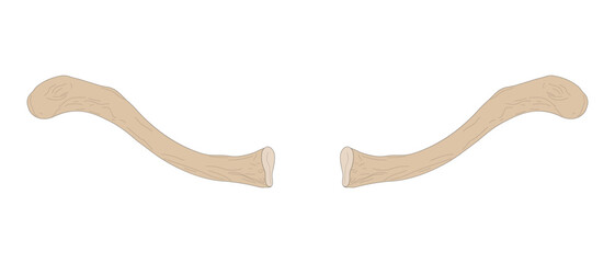 Bones of the human skeleton. Right Clavicle and Left Clavicle. Superior view. 