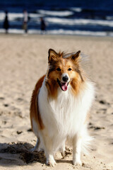 Happy dog on the sandy beach. Sheltie - Shetland sheepdog.