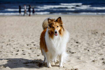 Fluffy sheepdog is on the beach.