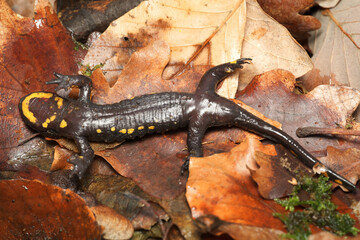 Dead Fire salamander (Salamandra salamandra) infected with Chytrid Fungus Bsal (Batrachochytrium salamandrivorans), Ruhr-District, Germany	
