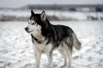 Siberian husky with multi-colored eyes in the winter in the field.