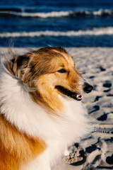 Happy dog on the sandy beach. Sheltie - Shetland sheepdog.