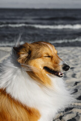 Fluffy sheepdog is on the beach.