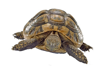 turtle isolated on transparent layered background.