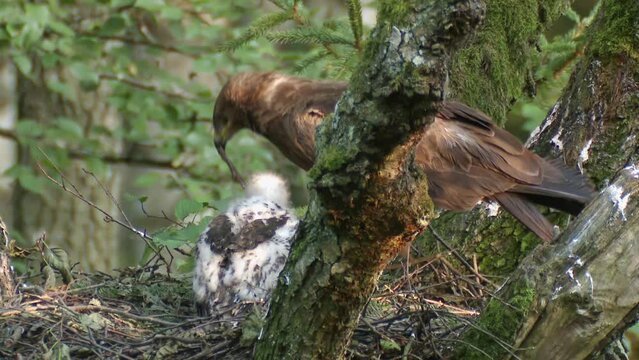 Lesser spotted eagle in nest with chick. Lesser spotted eagle Aquila pomarina nest in old natural forest. A bird of prey in a tree. European nature. Eagle mother feeds her child.