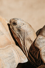 Głowa żółwia, Palmitos Park - obrazy, fototapety, plakaty