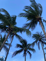 Fototapeta premium Coconut tree and beautiful blue sky
