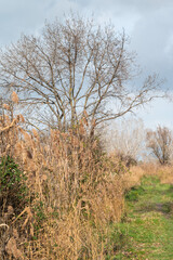 Water reeds, grasses and trees against blue sky at the Beauchamp nature reserve, Arles, France
