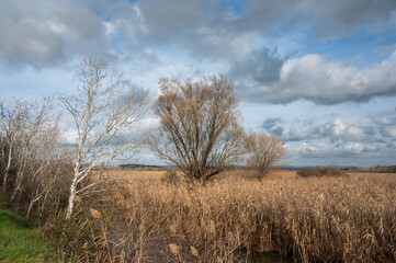 Fototapeta premium Water reeds, grasses and trees against blue sky at the Beauchamp nature reserve, Arles, France