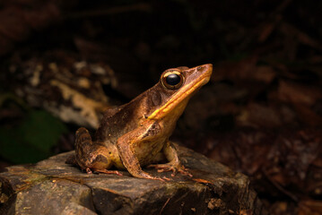 Warszewitsch´s Frog (Lithobates warszewitschii), Puntarenas, Costa Rica
