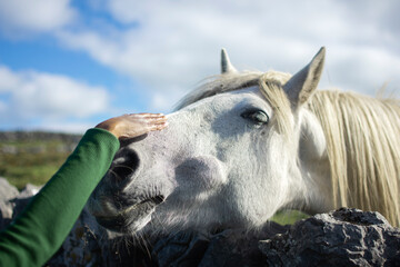 White horse, hand strokes the muzzle.