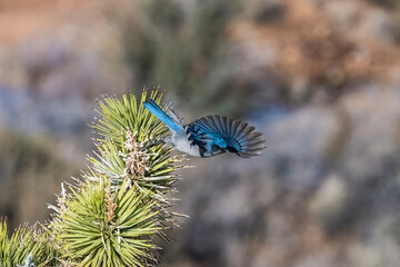 Woodhouse's Scrub-Jay (Aphelocoma woodhouseii) In Flight in the Mojave Desert