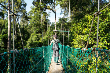 Rear view of man at tree top canopy walkway in Danum Valley Borneo rain forest in Lahad datu Sabah...