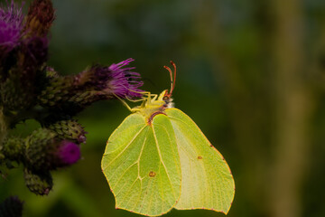 Macro of Gonepteryx rhamni, the common brimstone, yellow-green butterfly
