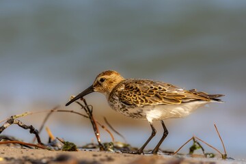 Close-up of the dunlin (Calidris alpina) on a seashore