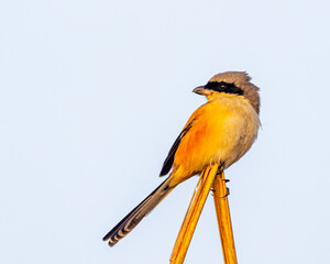 A long tail shrike looking back from dry grass