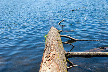 fallen tree into a lake