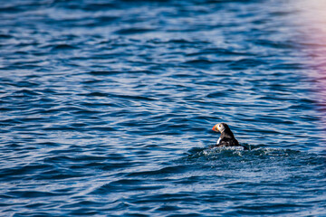 Beautiful small colorful Atlantic puffin (Fratercula arctica) swimming and hunting on rough altantic ocean on Sn&aelig;fellsnes peninsula, Iceland. Spring on Iceland