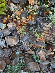 Winter leaves on the ground
