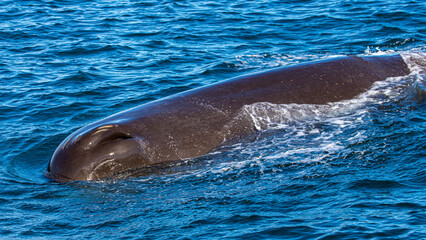 Beautiful large sperm whale with visible scars from  propellers of a boat up close emerging from...
