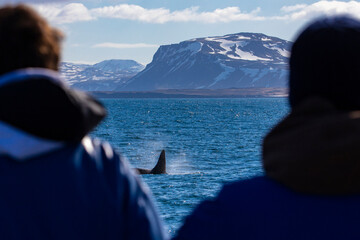 People watching and enjoying killer whales hunting in Icelandic fjords, near Ólafsvík on the...
