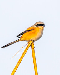 A long tailed shrike resting on a dry grass