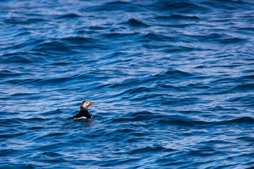 Beautiful small colorful Atlantic puffin (Fratercula arctica) swimming and hunting on rough altantic ocean on Sn&aelig;fellsnes peninsula, Iceland. Spring on Iceland