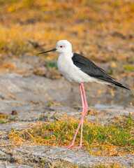 A black winged Stilt roaming on a ground