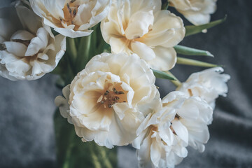 Bouquet of white tulip flowers blooming largely