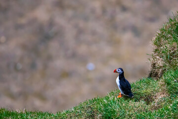 cute puffin photographed during spring in Dyrhólaey, Vík, Iceland; cute arctic wildlife in Iceland on the cliff near the black beach