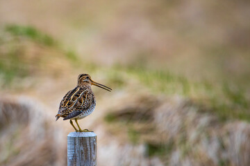 Beautiful unique bird Common snipe standing on the bar up close, spotted in Iceland. Birds of Europe