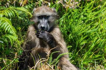 Chacma baboon foraging among some plants