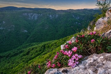 Beautiful endemic pink flowers (Daphne arbuscula) growing and blooming in rough conditions on rocks and rocky mountains with blue sky in the background. Muran, Muranska planina.