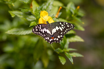 Czarno biały motyl pije nektar z żółtego kwiatka