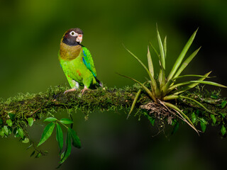 Brown-hooded Parrot portrait on mossy stick against dark green background