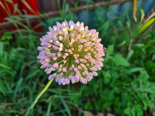 The Blossom  Flowers of The Wild Onion