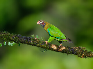 Brown-hooded Parrot portrait on mossy stick against dark green background