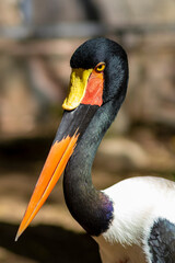 Egzotyczny ptak z kolorowym dziobem, Palmitos Park - obrazy, fototapety, plakaty